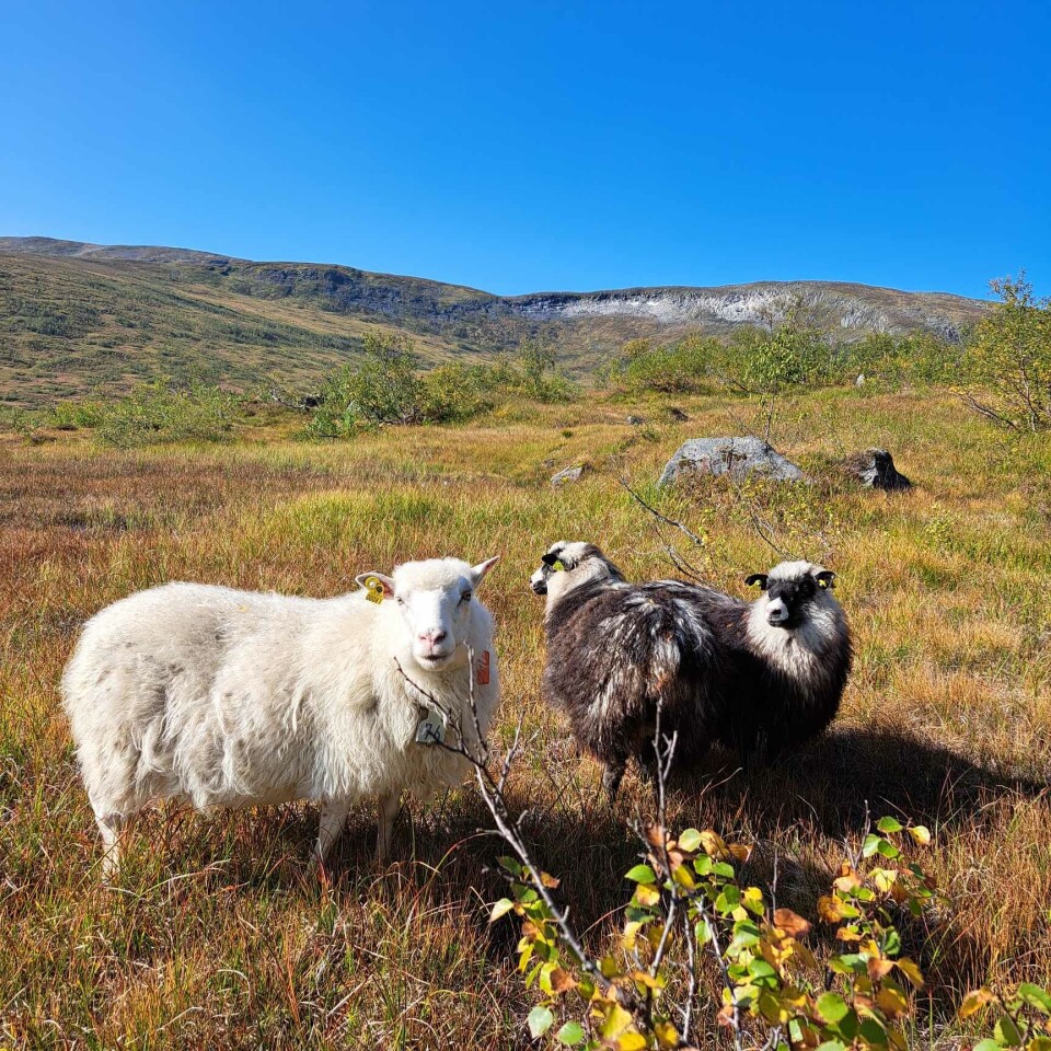 Her produseres det ren mat på bærekraftige ressurser, samtidig som at landskapet pleies. En vinn-vinn situasjon! Sauer på fjellet, en hvit og to svarte lam.