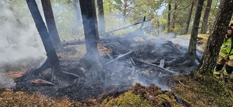 Ulmebrann i torva på Kvanne. Ulmebrann i skogsterreng.