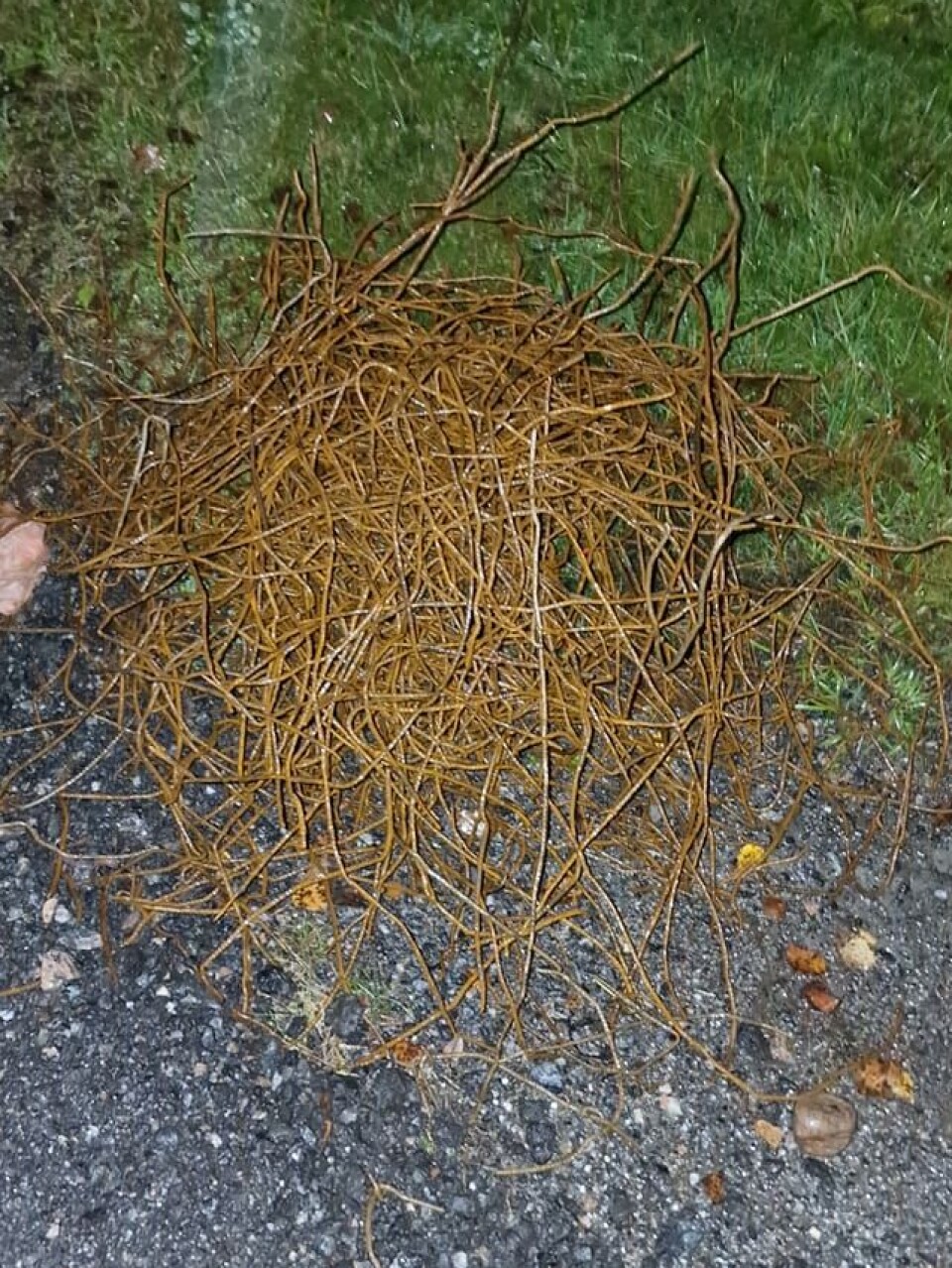 Biter av armeringsjern i vegkanten på Nordmarka En haug med biter av rustent armeringsjern.