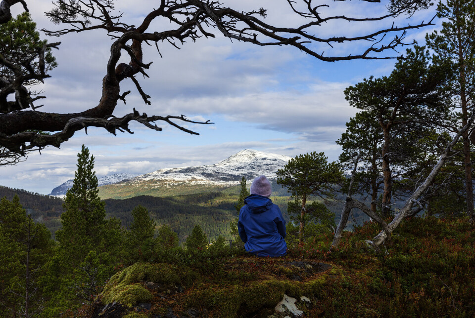 Utsikt frå Persullukammen til fjell med nysnø. Ei dame med jakke og lue som sitter i skogen, med ryggen mot fotografen, og nyter utsikten mot fjella.