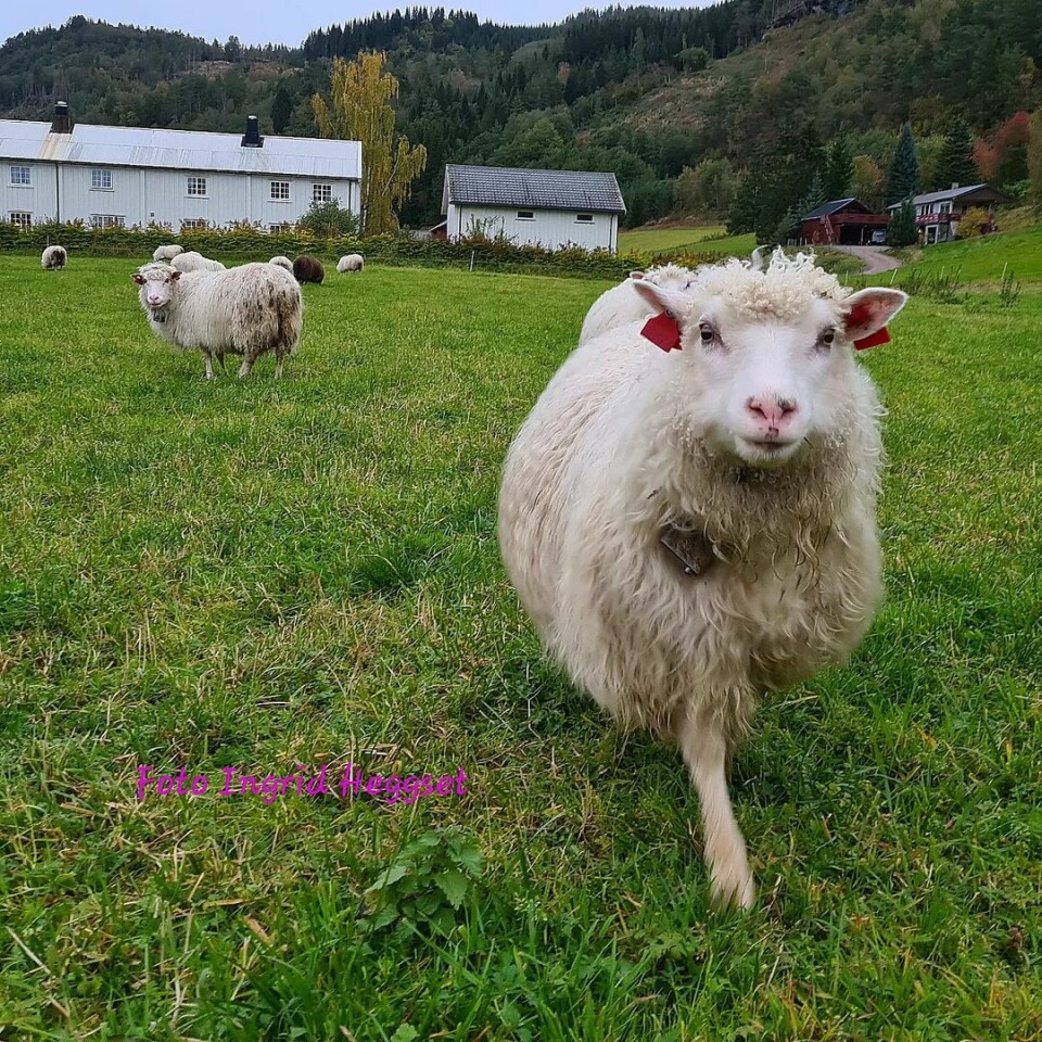 Her er Vesla🐑💕 #spelsau Sauer på beite på et jorde.