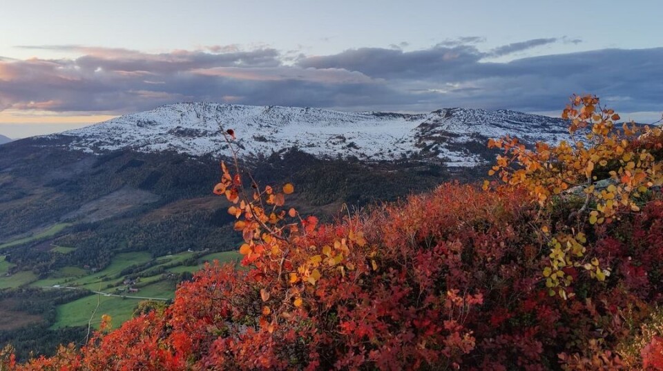 Åsbøsnytå. HØSTEN 🧡 Nesten ubeskrivelig vakkert 🍁🍂 Høstlyng. Fjell med snø på toppene i bakgrunnen.