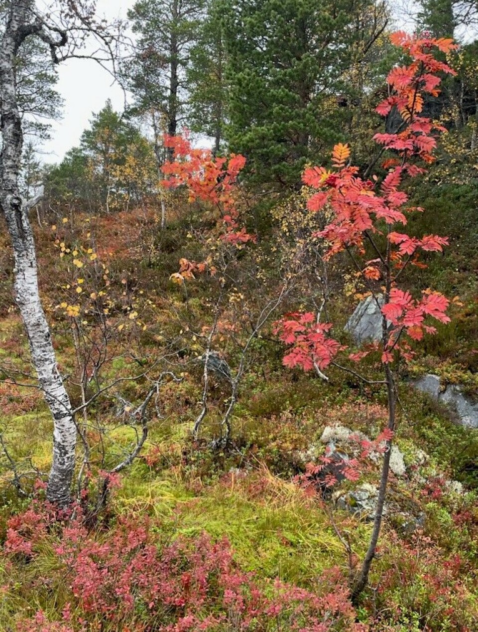 Fine høstfarger. Skoglandskap i høstfarger.