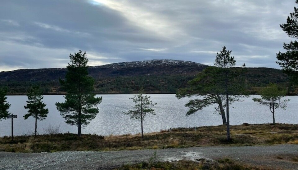 Langvatnet med Raudfjellet i bakgrunnen. En grusvei med trær, vann og fjell i bakgrunnen.