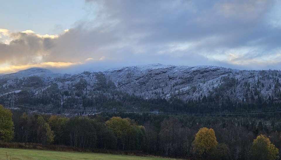 Tifjellet natur