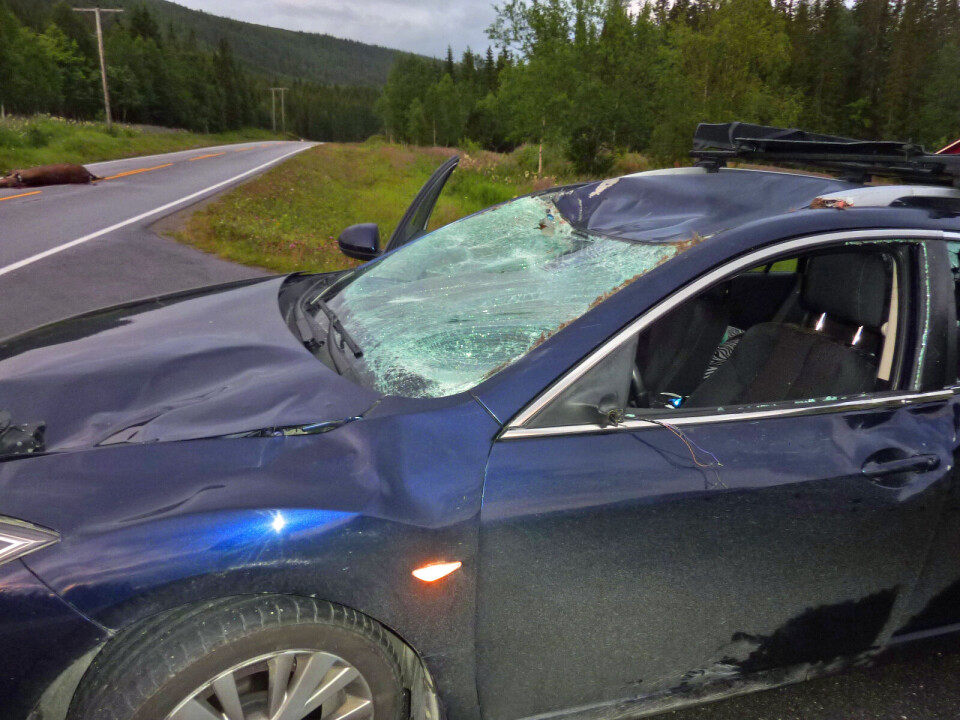 Høst og høysesong for viltpåkjørsler