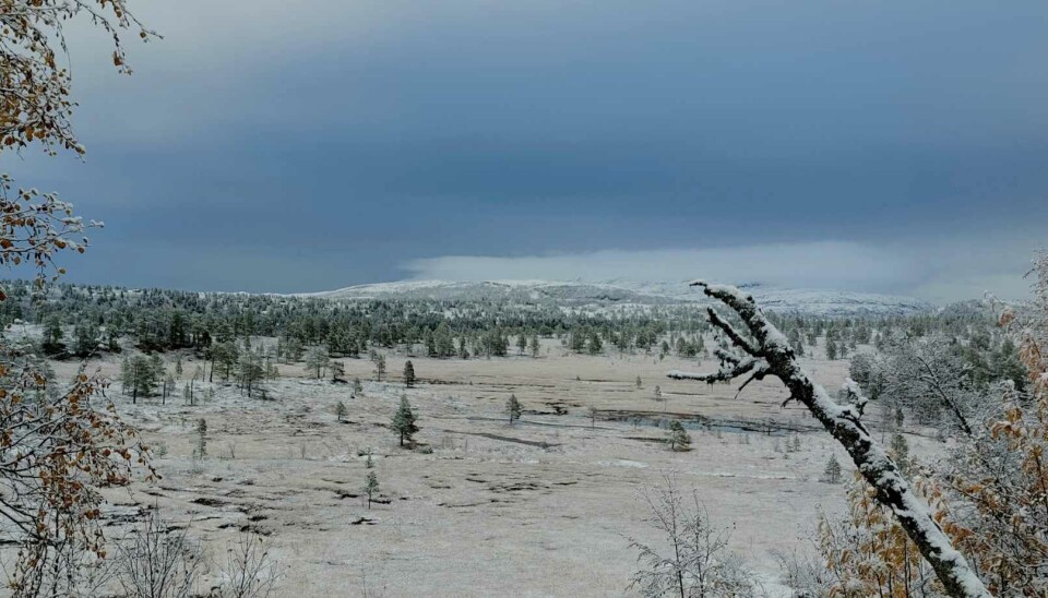 Trolsk stemning Bilde av snødekte myrer