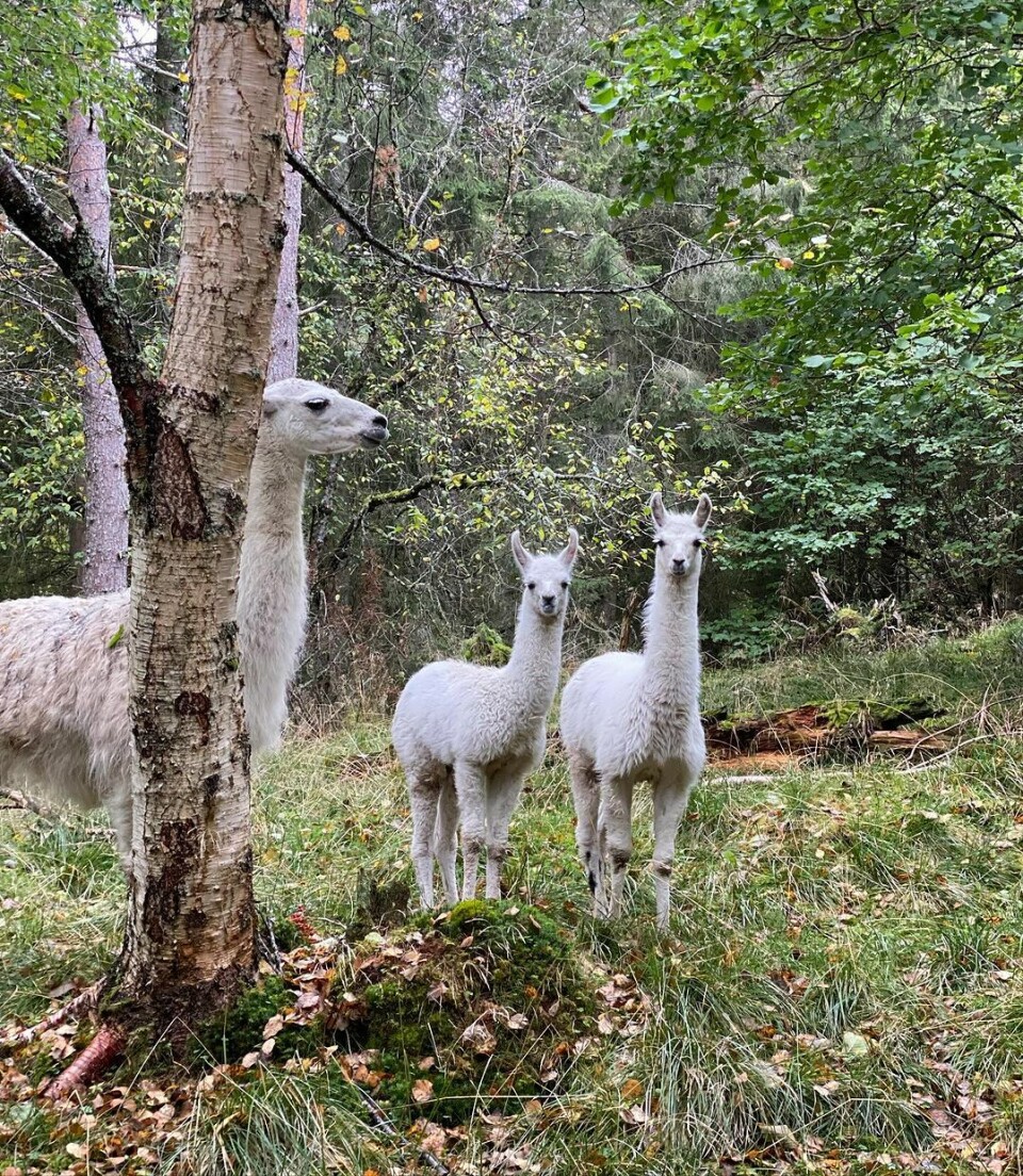 Heldig den som har en bestevenn🧡🧡 #lama #alpakka En stor lama og to små lamaer på beite.