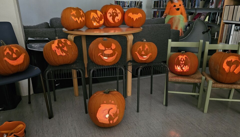 Noen av gresskarlyktene som ble skåret ut på Løkken. mange gresskar