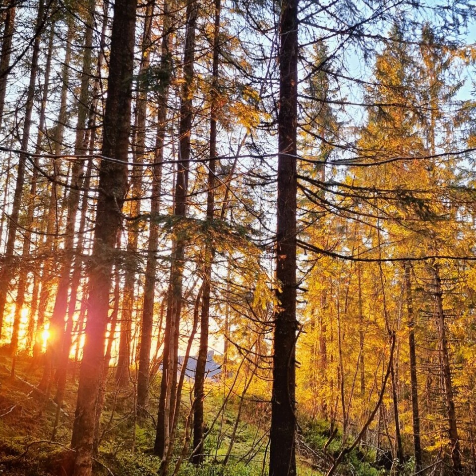 🍁 Fager kveldssol smiler🍁 Kveldssol gjennom glissen granskog.