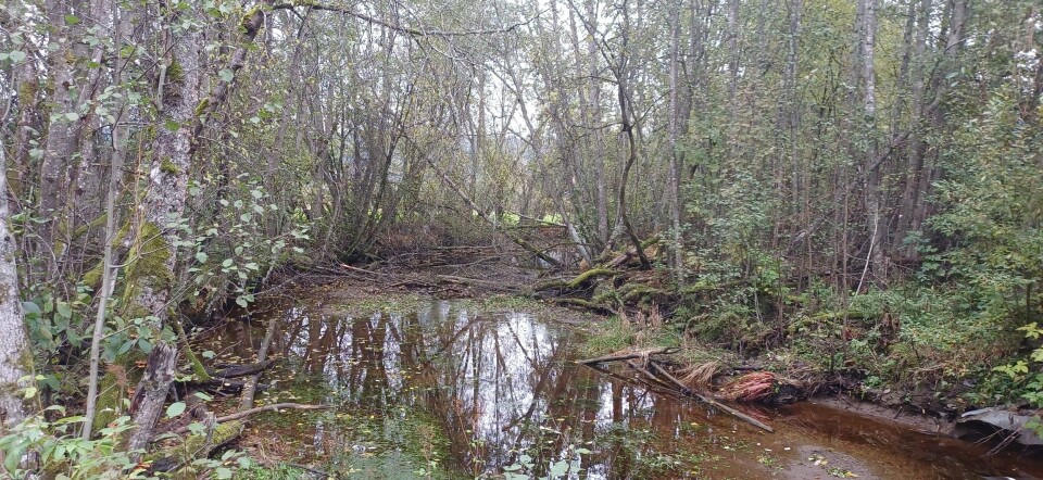 Elver og evjer ved starten av Elvepromenaden oppover. Surna elva