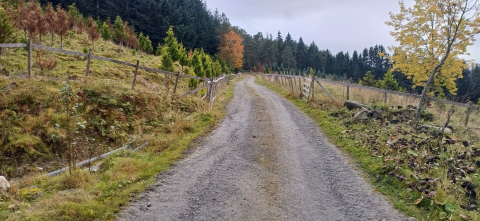 Veien opp mot Kleiva. En sti oppover ved skogen