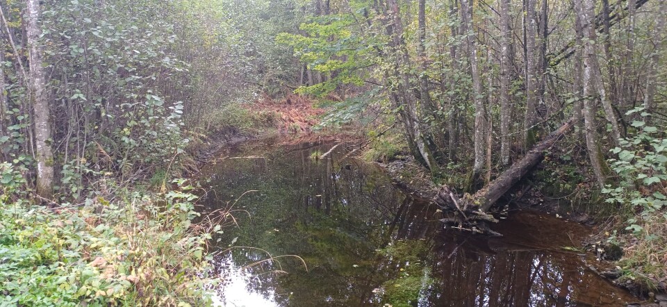 Elver og evjer ved starten av Elvepromenaden nedover. En elv