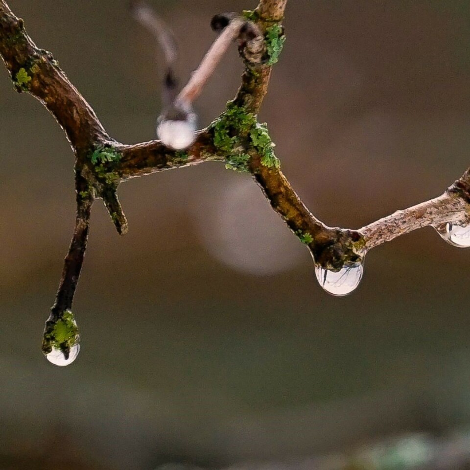 Høst og vått! Vanndråper på kvist