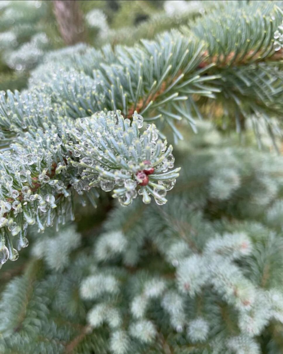 Fra juletreskogen i Settemsdalen. Grankvister med isdråper på.