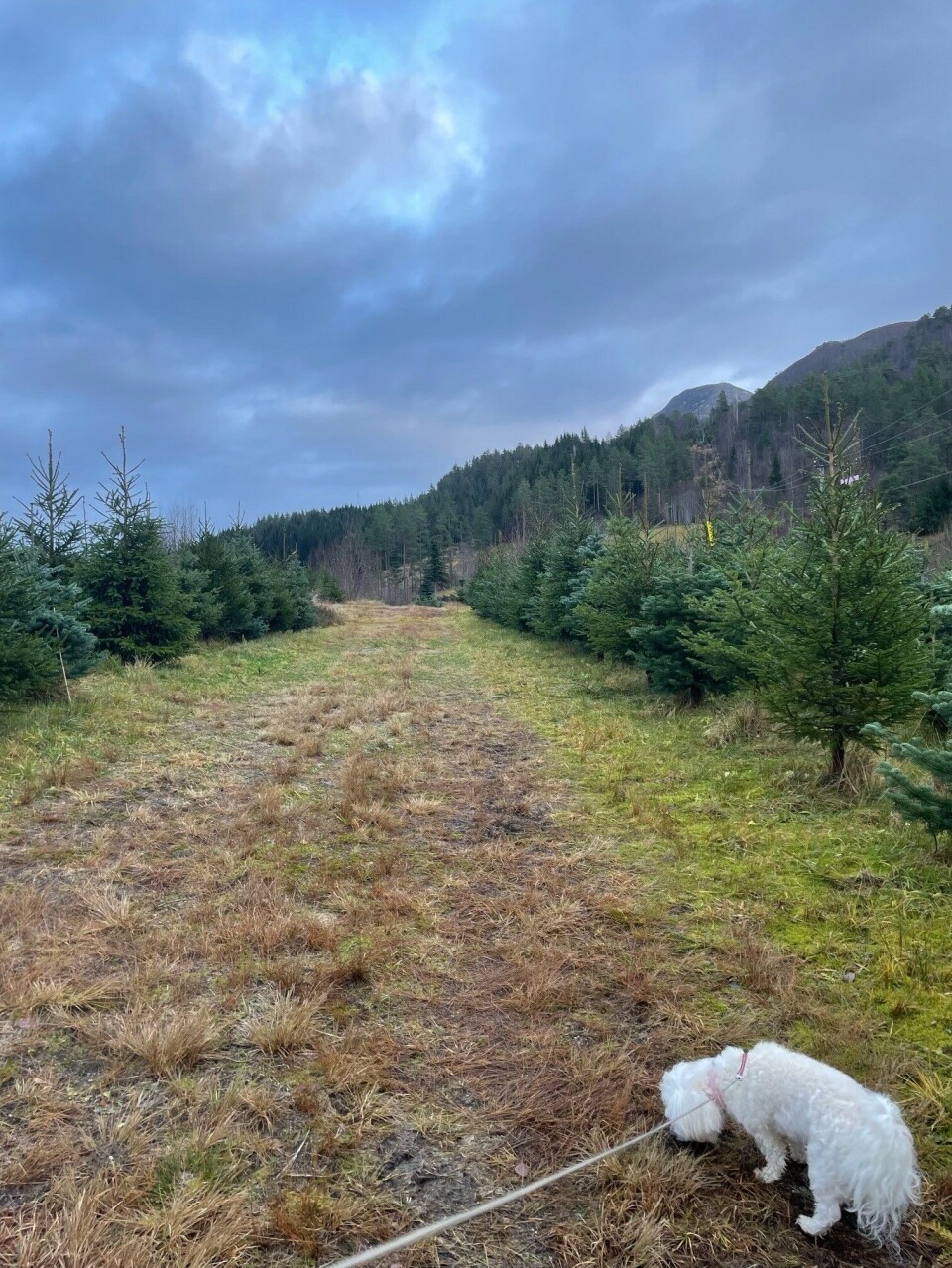 Fra juletreskogen i Settemsdalen. En puddel i bånd som går på en skogssti og snuser.