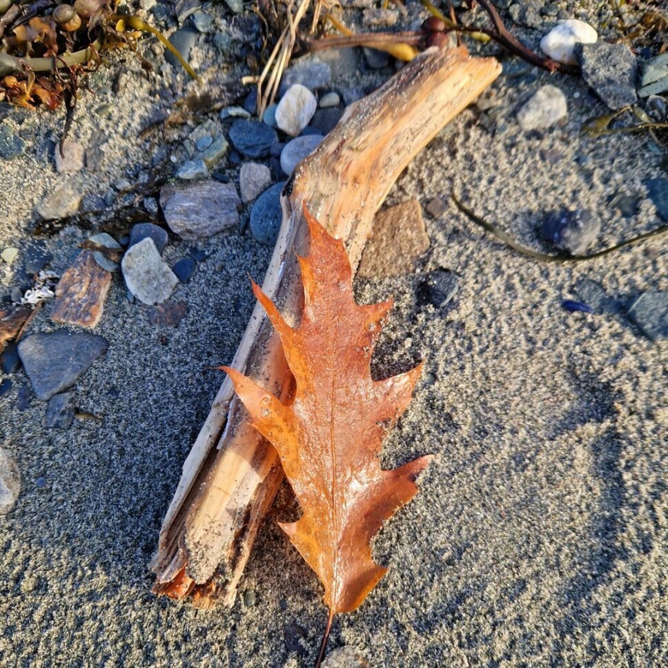 Tur til Bøfjorden og Surnadal på rekvedsanking. Masse tåke og sol innimellom ☺️☺️ Rekved i sanden, og et høstblad.