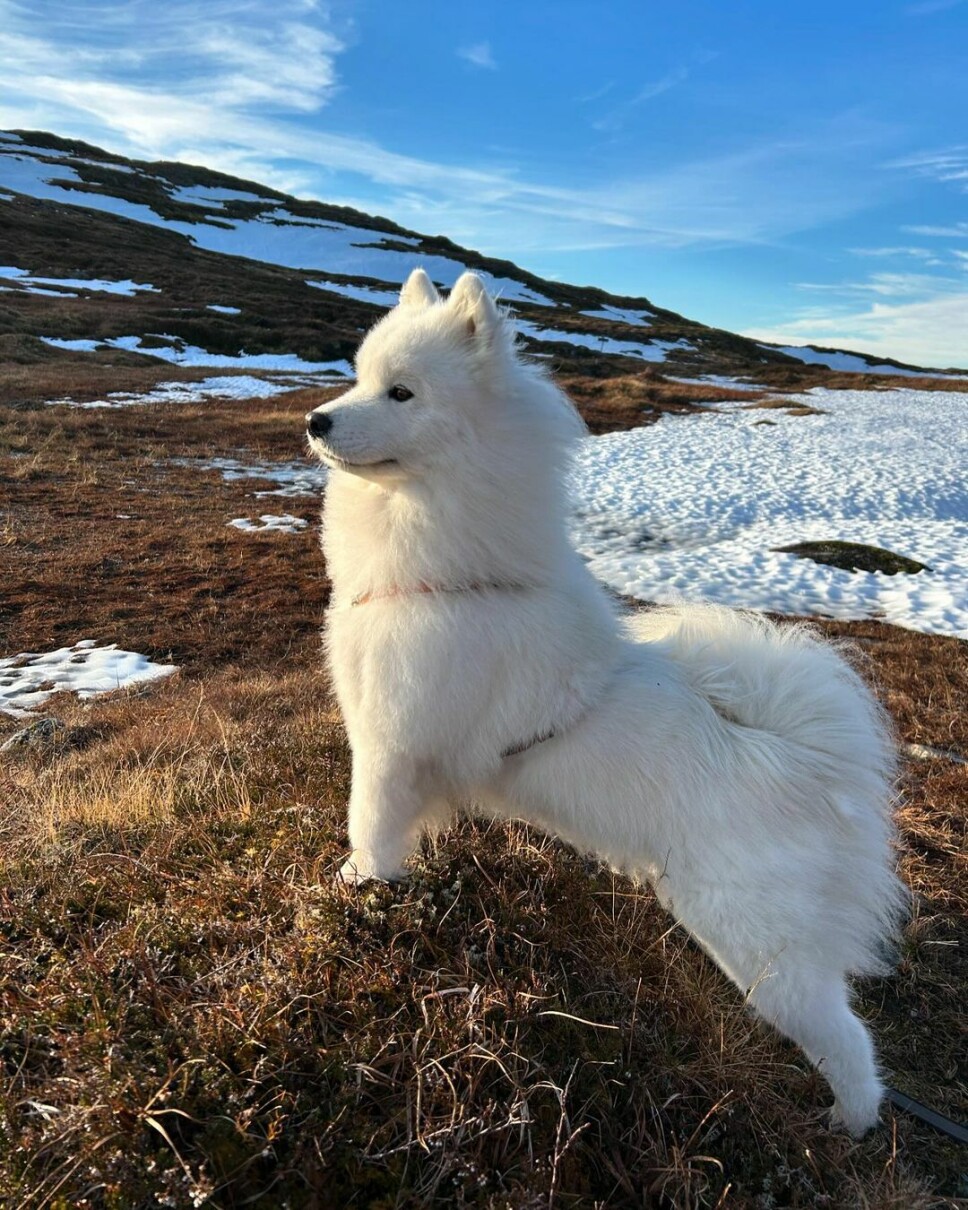 God morgen 17. november En samojed-hund på fjelltur.