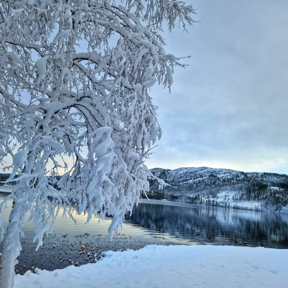 #vinterhvitt igjen i Rindal Snødekt tre foran vannet