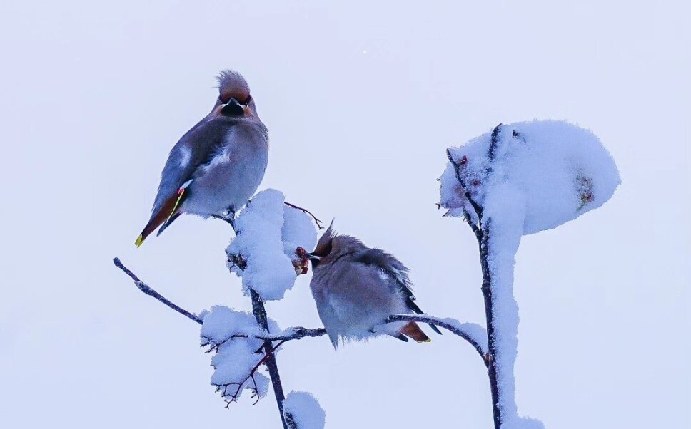 Den vakre sidensvansen. En fugl i en snødekt tretopp.