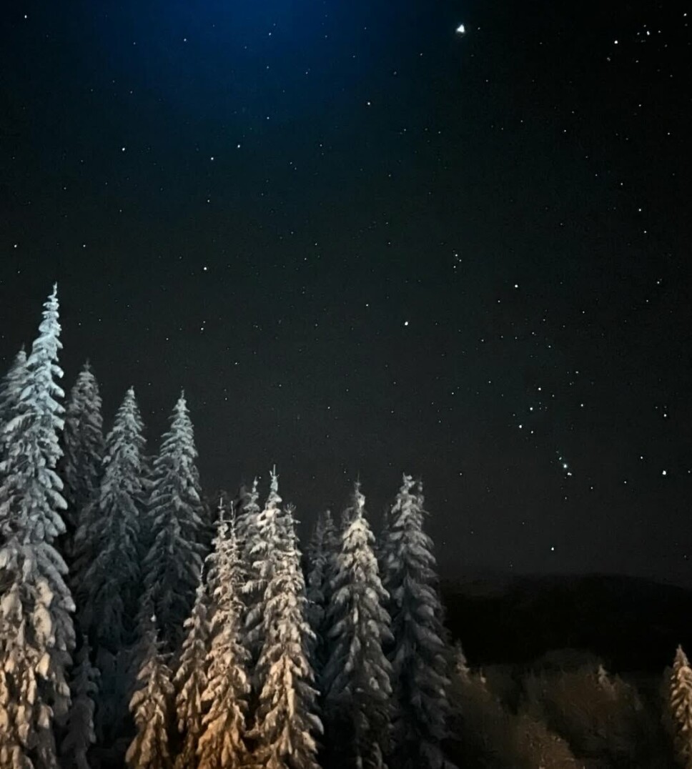 Rindal. Snødekt granskog og nattehimmel.