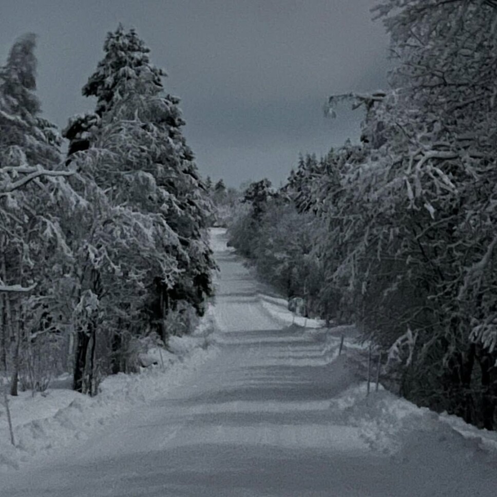 #rindal En snødekt vei med trær på sidene.