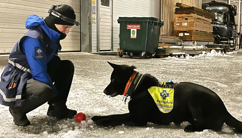 Solheim og Cox er et godt team, her venter Cox på klarsignal En dame til venstre og en Svart hund til høyre som ligger. Hunden ser på en rød ball