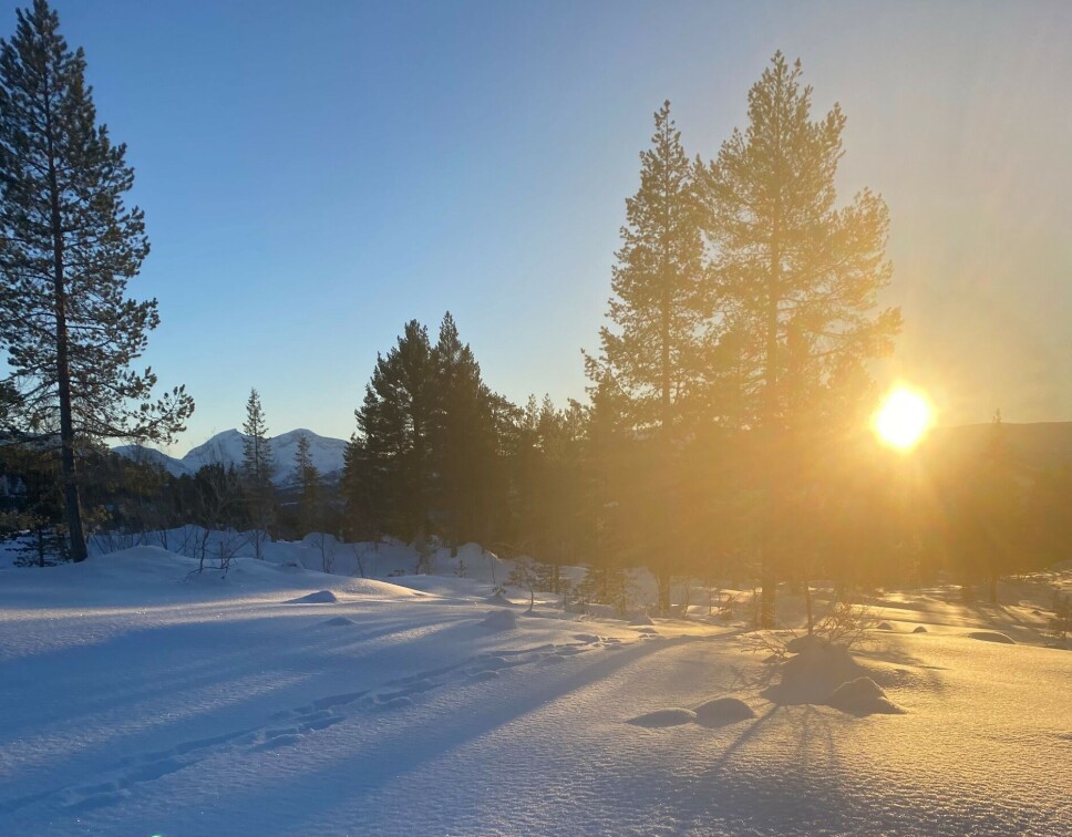 Fra Margretelia på Nordmarka. snø og sol