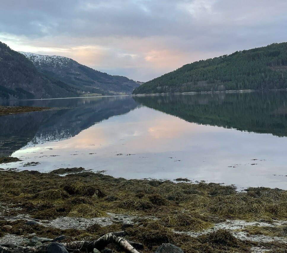 Todalsfjorden 3. juledag En fjord med tang på land og fjell i bakgrunnen