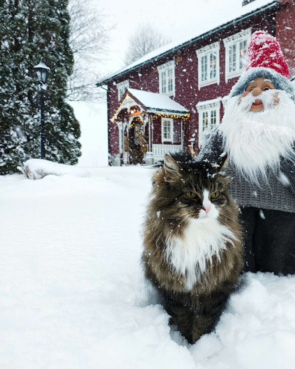 Snøen laver ned ☃️ Katt og nisse ute i snøværet