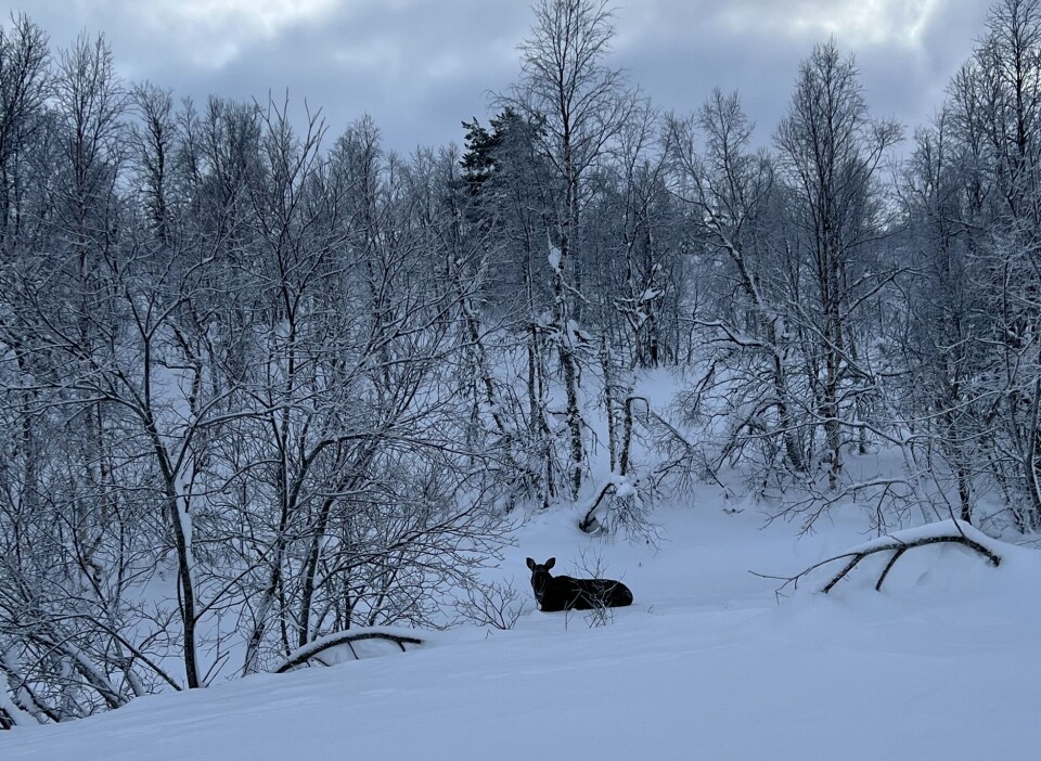 Elgen ble stående lenge i bekken, med beina nede i vannet. Elg som står stille med halve kroppen nede under snø.