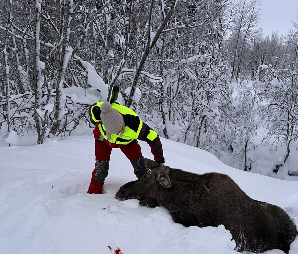 Sara Aune Reiten undersøker elgkua, og finner årsaken til oppførselen. Det viser seg at elgen er blind på begge øyne. Dame fra viltnemnda undersøker en elg som ligger i snøen.