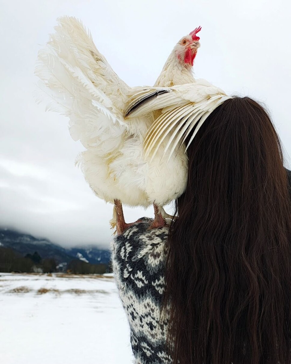 ❤️🐔✨ Ei dame som holder opp ei høne.