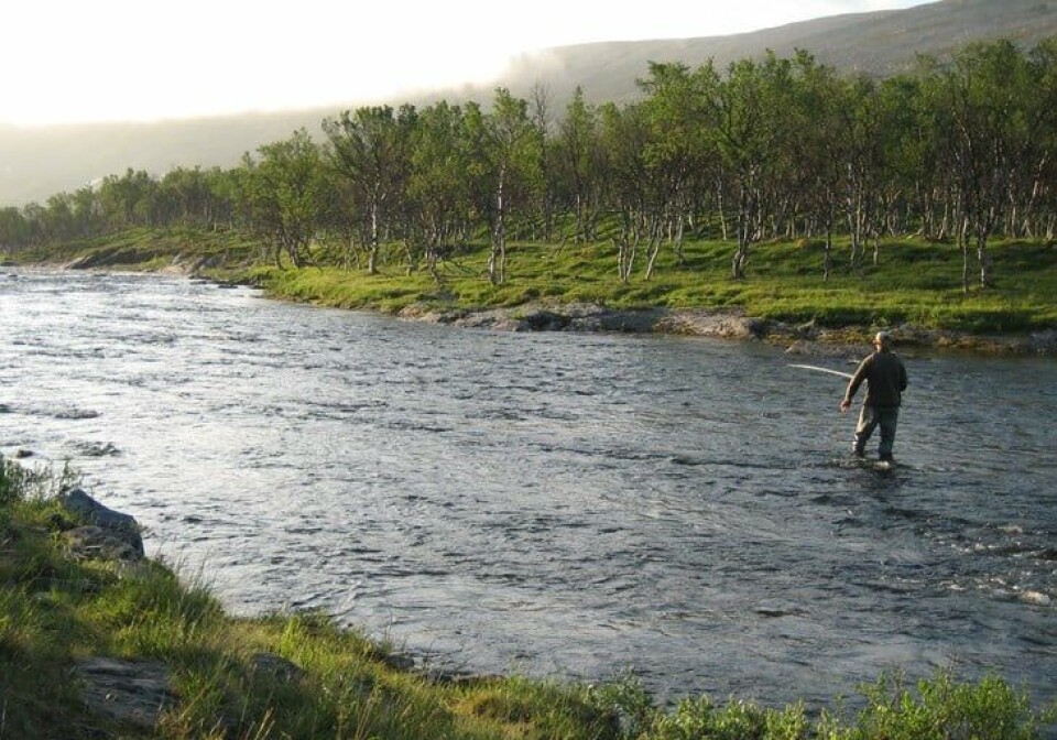 Laksefisket i fylket på historisk botnnivå Ein mann som står i ei elv og fiskar.