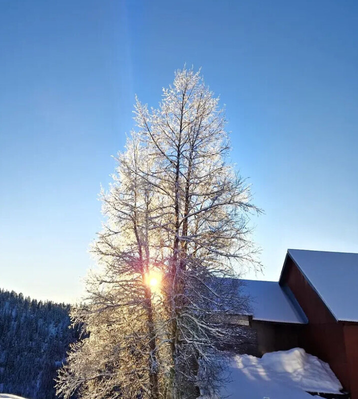 God morgen 27. januar vintertre