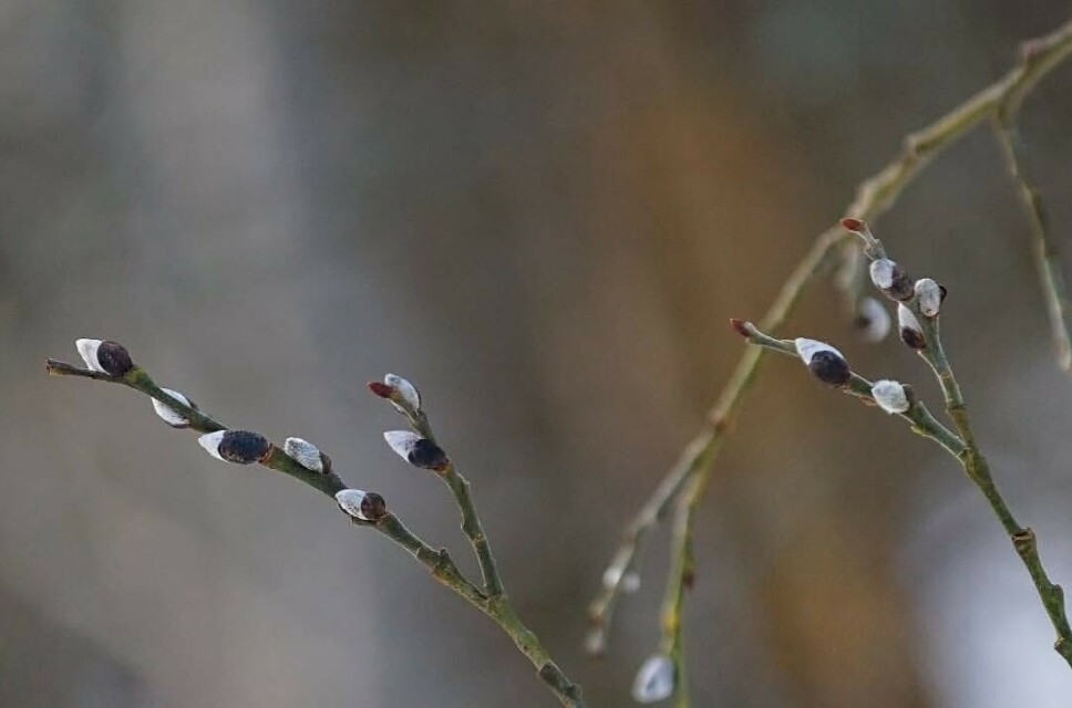Selja starter blomstring i januar!