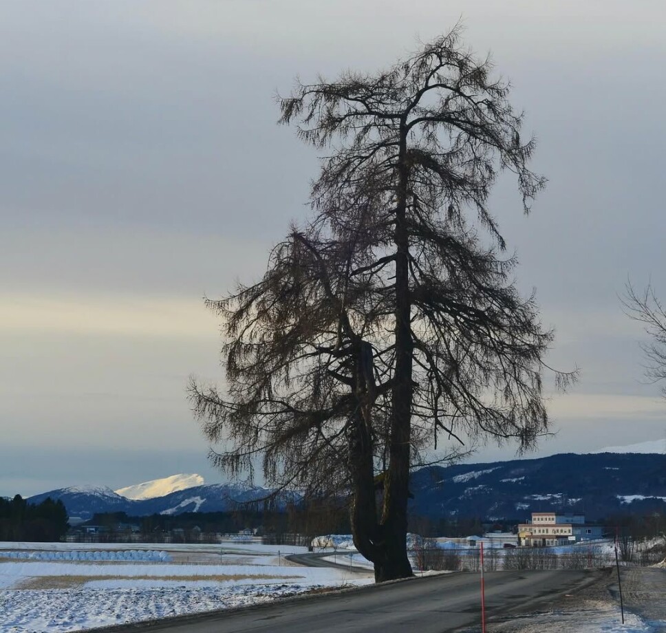 Øverlandslerkå. tre om vinteren