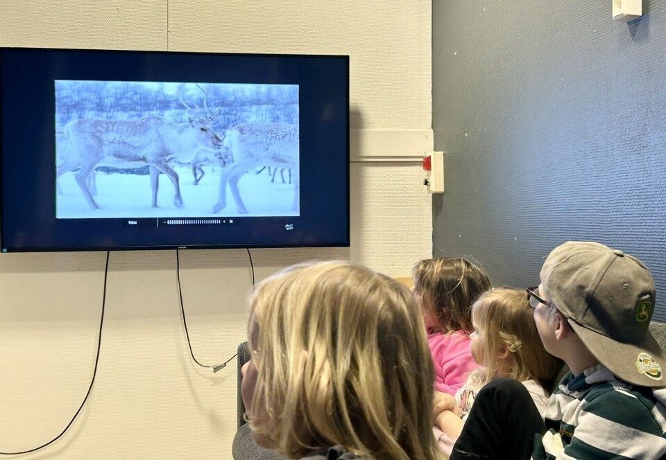 Barna får se en kortfilm om reindrift, og de synes det ser annerledes ut en kyrne og sauene mange av dem har hjemme i fjøset Reinsdyr på TV.
