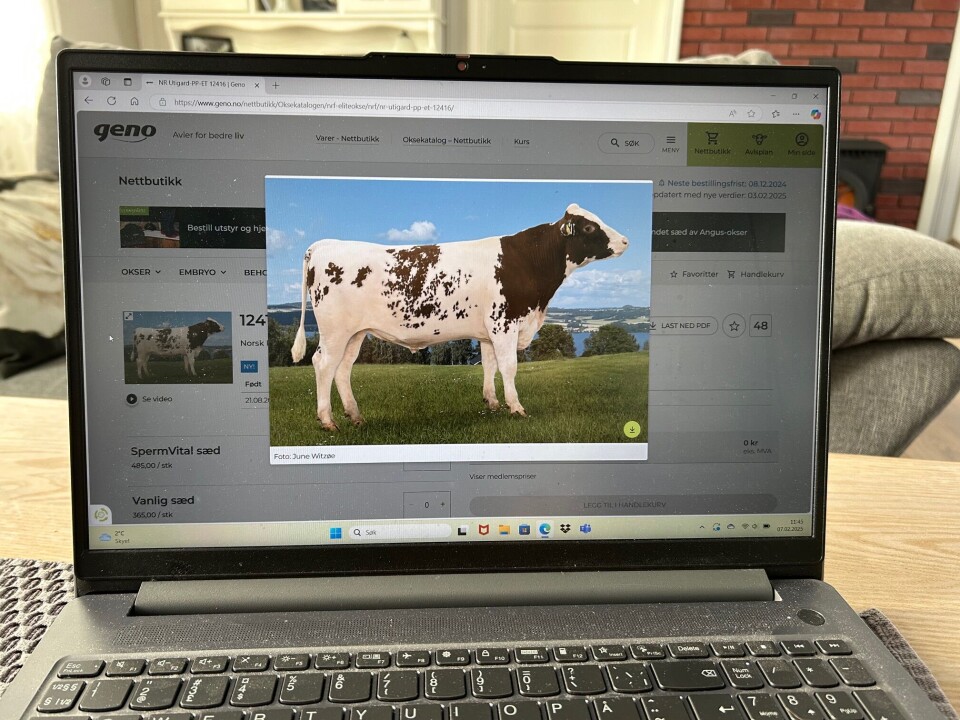 Eliteoksen fra Lomundal - 12416 Utigard Okse fra oksekatalogen på en pc.