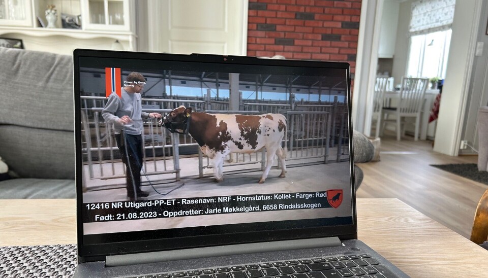 Hver enkelt eliteokse har en videopresentasjon. Oppdretteren synes det er stas å ha en eliteokse fra eget fjøs. Okse på en pc.