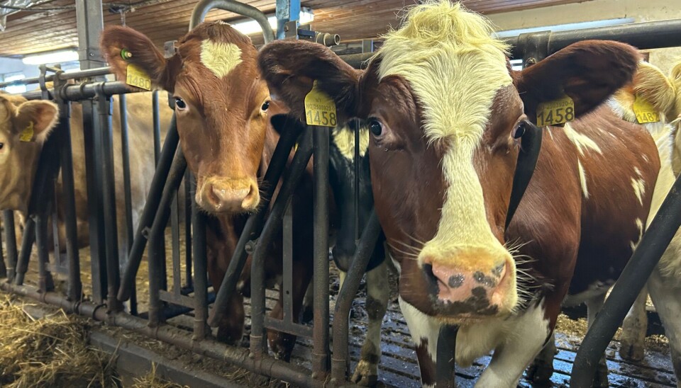 Kua Melissa er halvsøsteren til eliteoksen Utigard. Møkkelgård synes det er viktig å kjenne dyra sine godt, og har navn på hver enkelt. To kyr, brune med hvite avtegn.