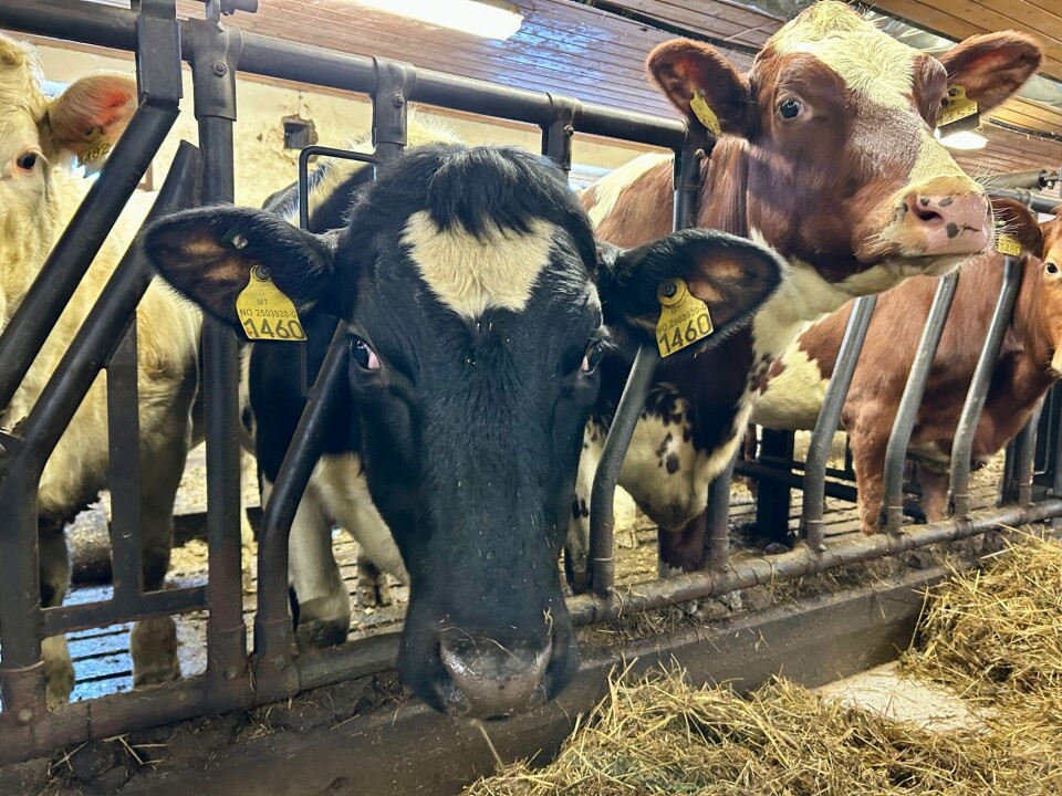 Alle dyrene har navn etter personer eller hendelser den dagen de ble født. Den sorte kua ble født den dagen Rindal fikk sin nåværende ordfører, altså Mildrid.. Sort ku