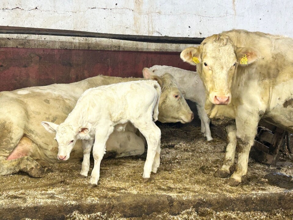 Melkebonden må jo ha en hobby, og dette er hobbydyrene til Jarle Møkkelgård. En liten besetning med Charolais ammekyr som beiter i utmarka om sommeren med NoFence-klaver. Lyse kyr som går sammen med kalvene sine.