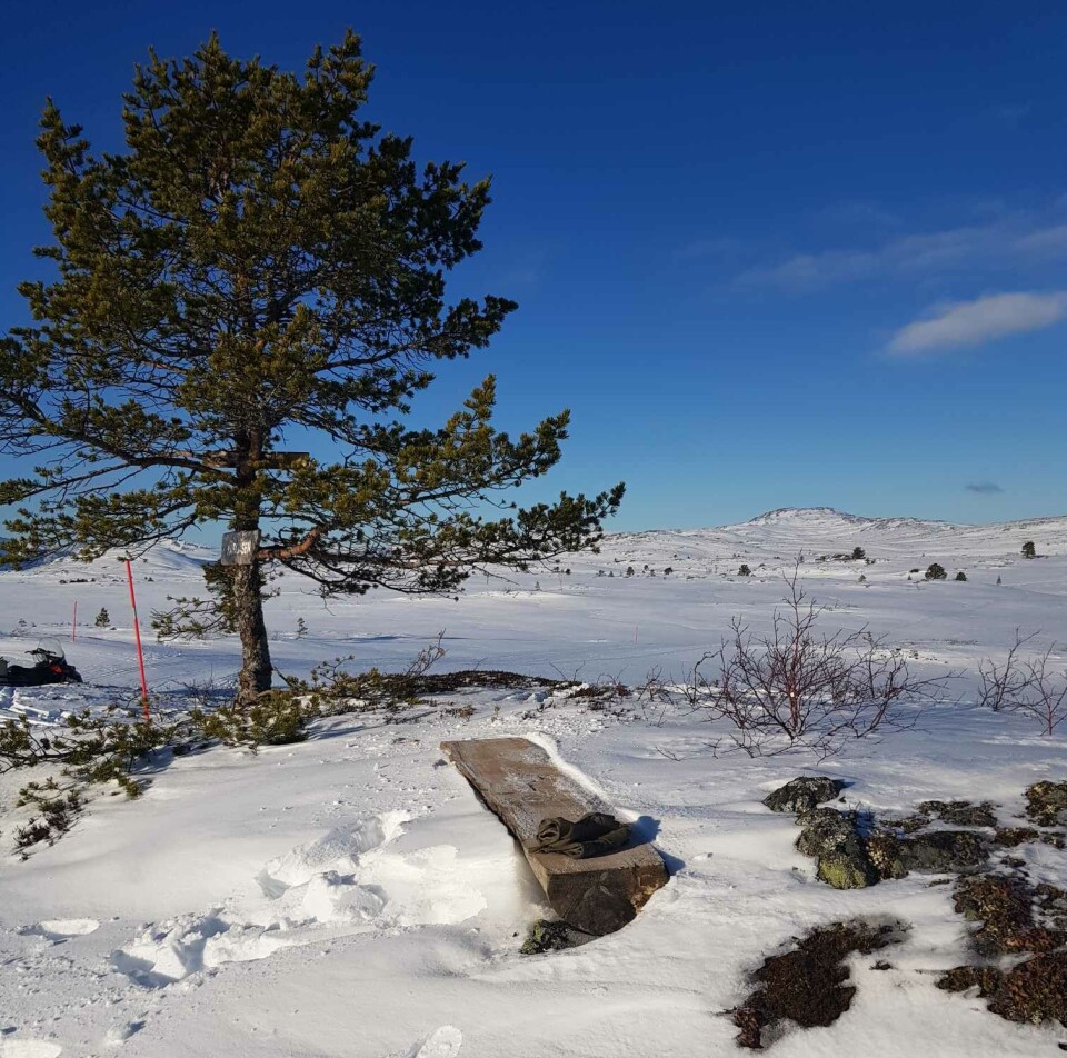 Tørsetmarka 20.februar