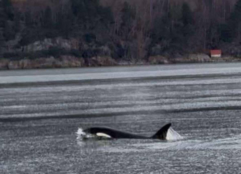 Hege Kvendset fikk en skikkelig naturopplevelse da hun tok ferga fra Kvanne til Rykkjem torsdag formiddag! Spekkhugger i fjorden