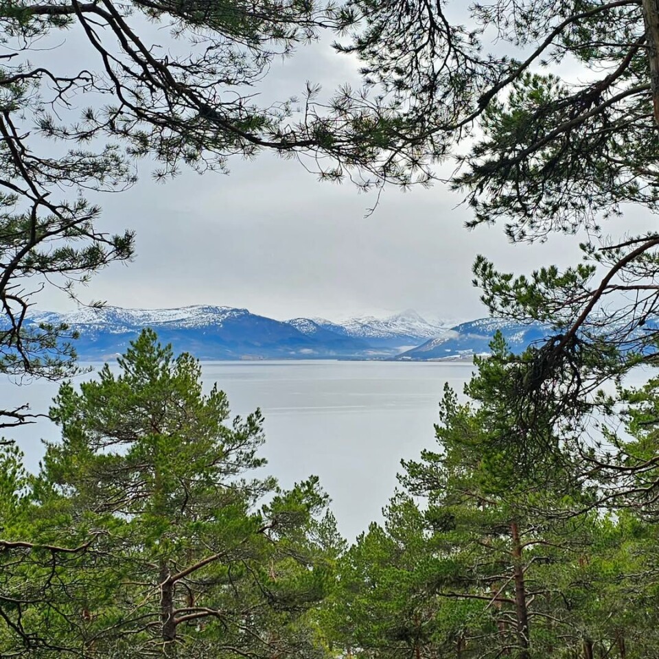Tur til Trodalen. Landskapsbilde med skog, fjord, fjell og litt snø.