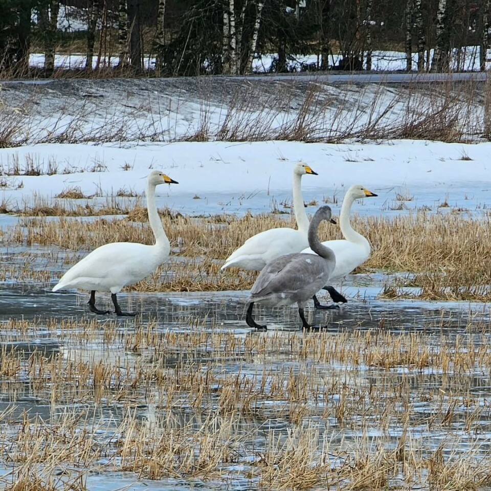 Svaner 🦢