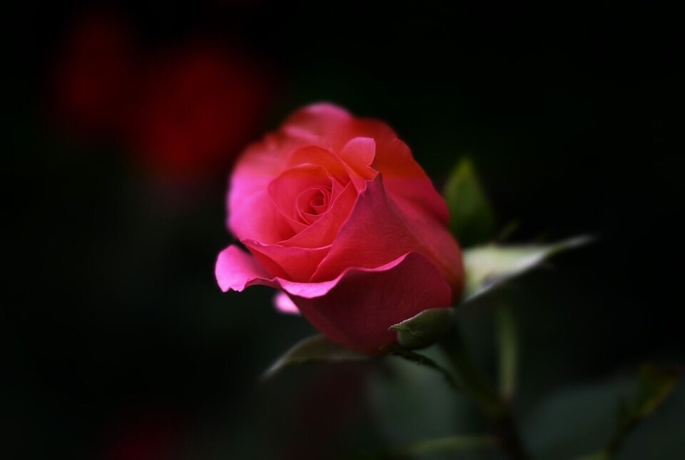 Takk for minnegaven! En rose