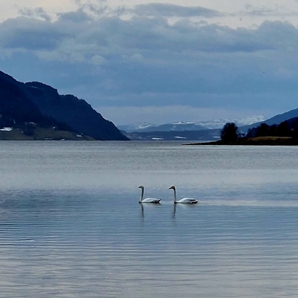 #kalkstranda #svaner To svaner på fjorden.