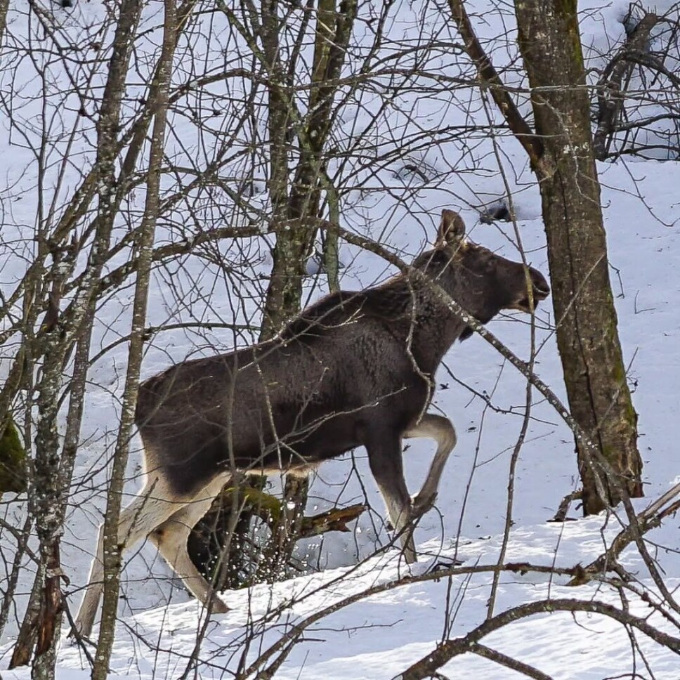 Skogens konge på tur! En elg i skogen.
